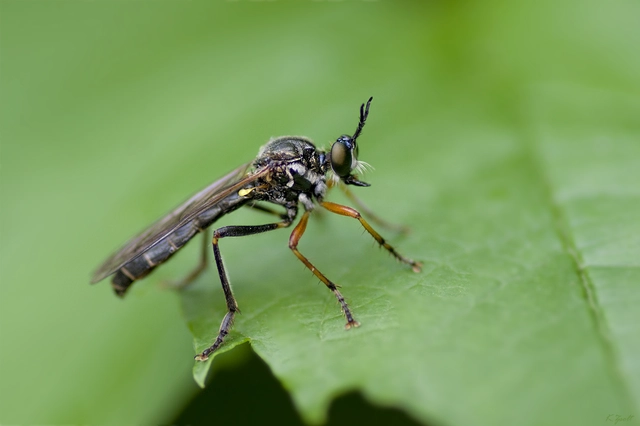 Dioctria