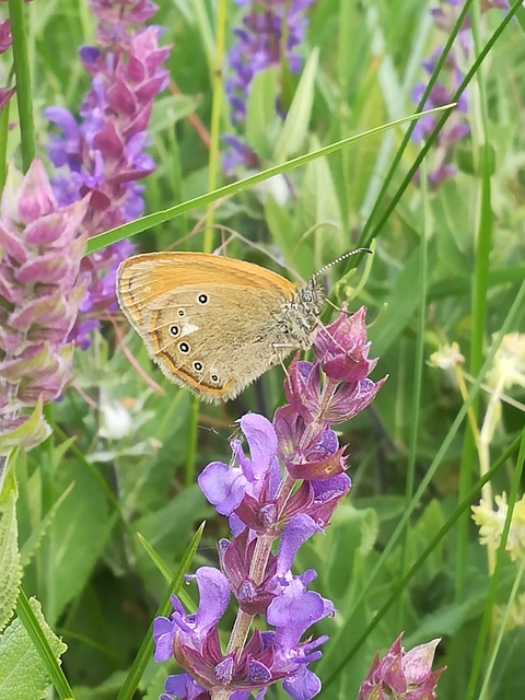 Coenonympha glycerion - közönséges szénalepke