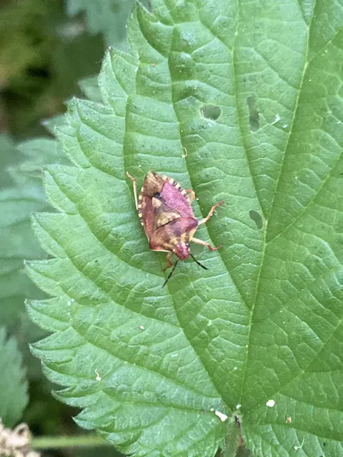 Carpocoris Carpocoris