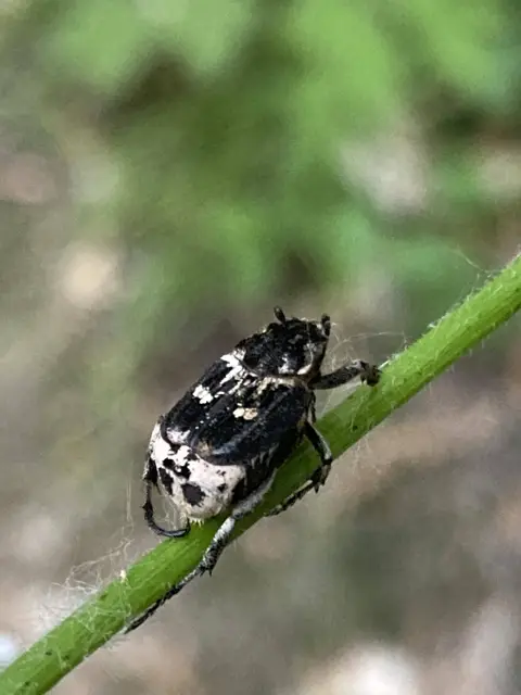 Valgus hemipterus - suta virágbogár