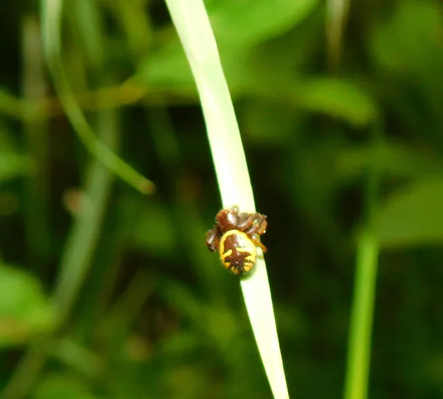 Synema globosum/ornatum