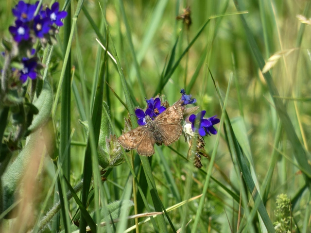 Erynnis tages - cigánylepke