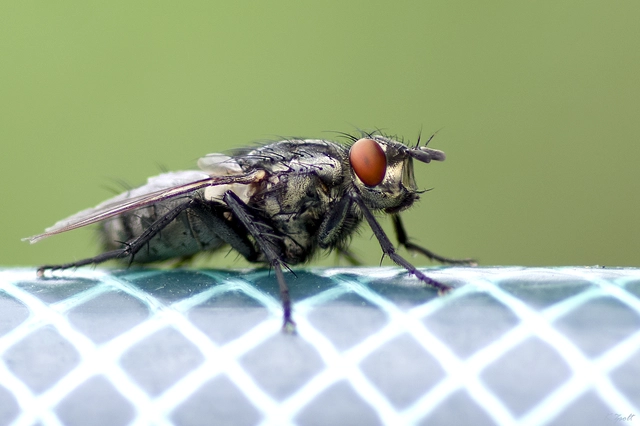 Sarcophagidae - húslégyfélék