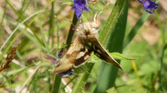 Heliothis viriplaca - mácsonyabagoly