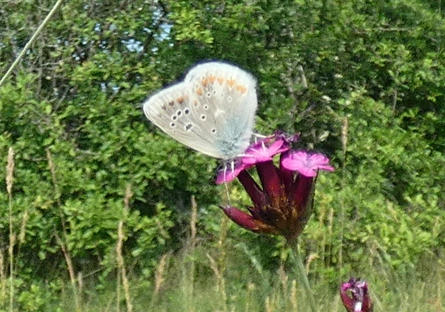 Polyommatus dorylas - fénylő boglárka