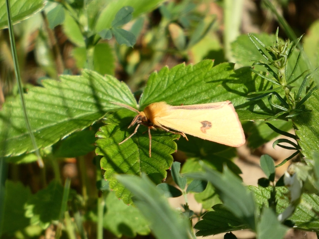 Diacrisia sannio - vörösszélű medvelepke