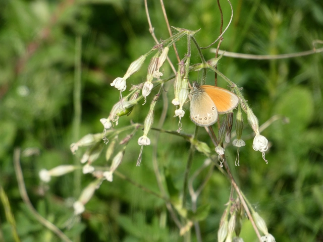 Coenonympha glycerion - közönséges szénalepke