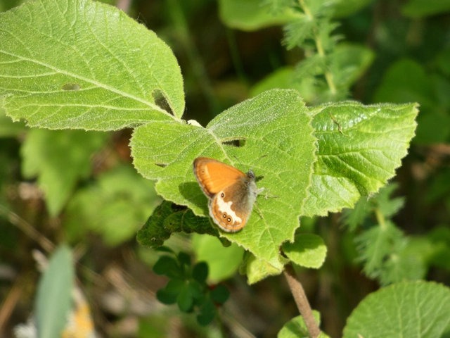 Coenonympha arcania - fehéröves szénalepke