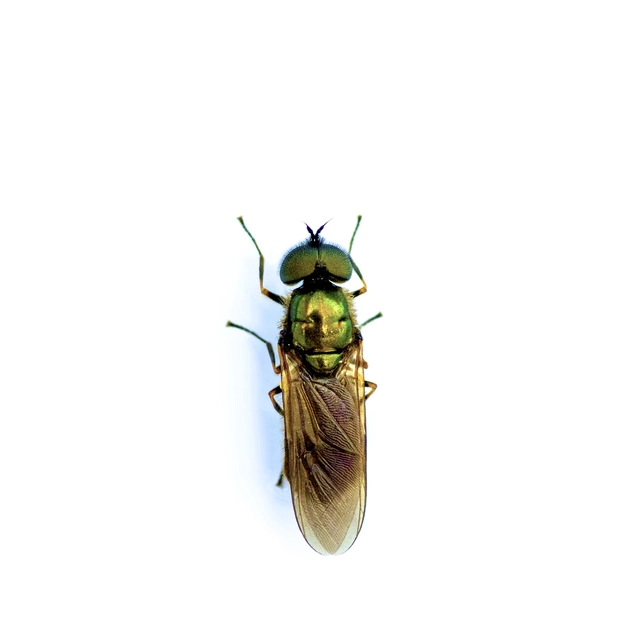 Chloromyia formosa - közönséges fémeslégy