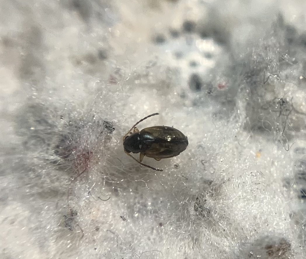 Longitarsus lewisii