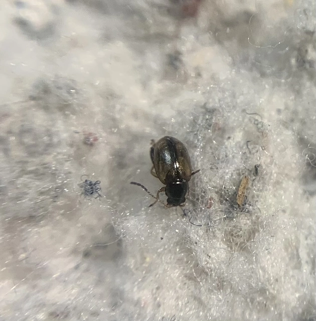 Longitarsus lewisii