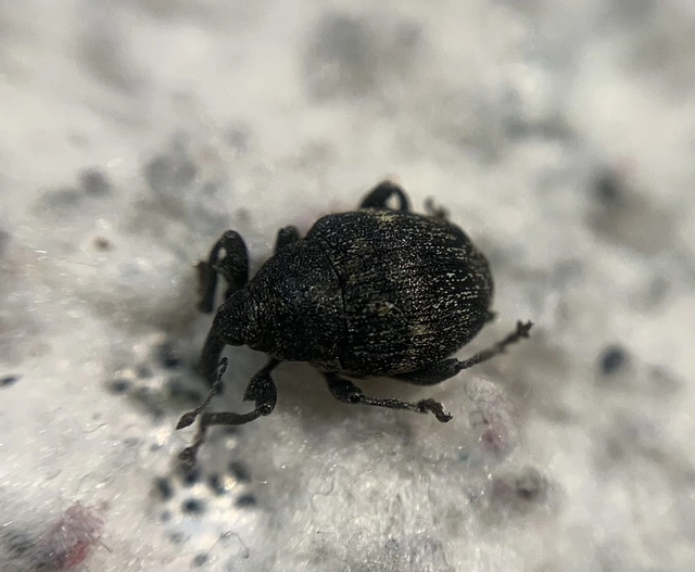 Mogulones abbreviatulus - nagy nadálytő-tarkaormányos