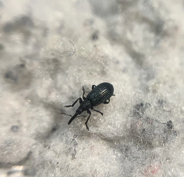 Stenopterapion meliloti - somkóró-cickányormányos