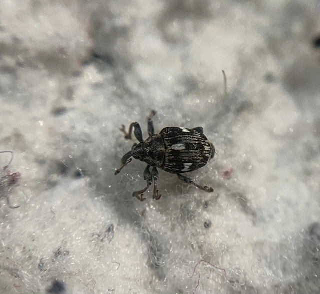 Mogulones asperifoliarum - élénkfoltos tarkaormányos