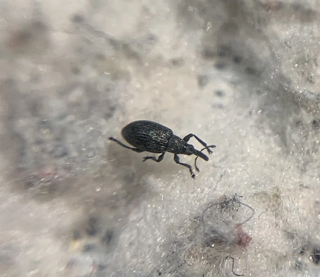 Diplapion detritum - kamilla-cickányormányos