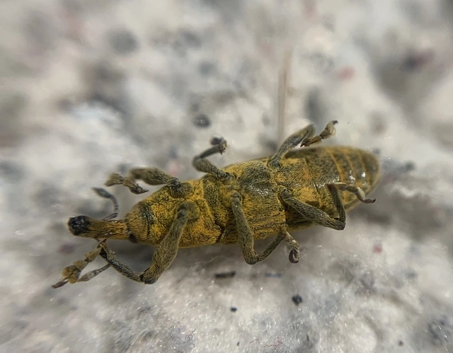 Lixus bardanae - lórom-dudvabarkó