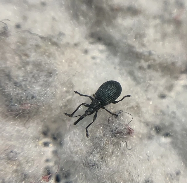 Stenopterapion meliloti - somkóró-cickányormányos