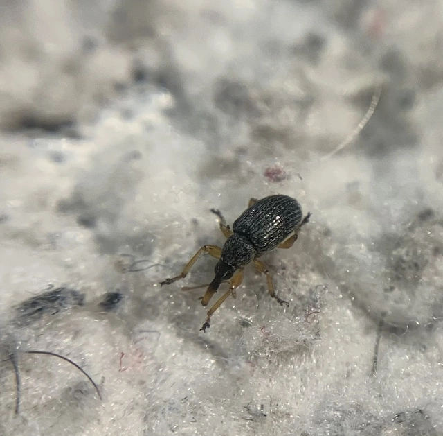 Pseudapion fulvirostre - fehérmályva-cickányormányos Pseudapion fulvirostre - fehérmályva-cickányormányos