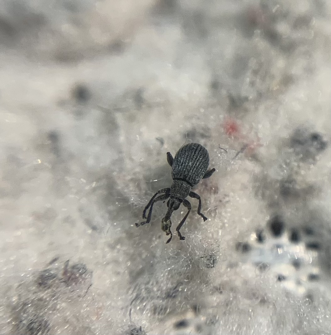 Hemitrichapion pavidum - koronafürt-cickányormányos