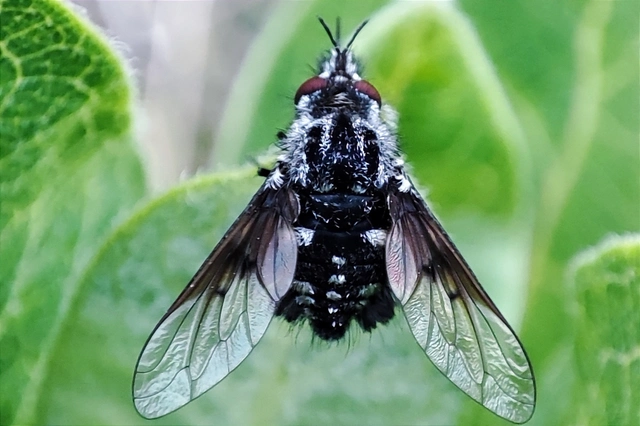 Bombylella atra - ezüstpettyes pöszörlégy