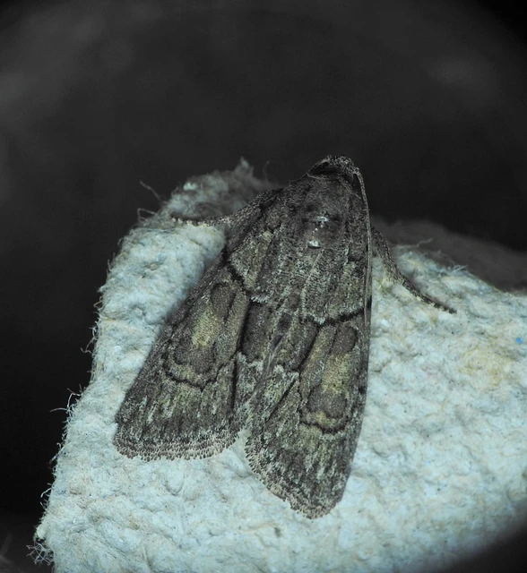 Cryphia fraudatricula - homoki zuzmóbagoly