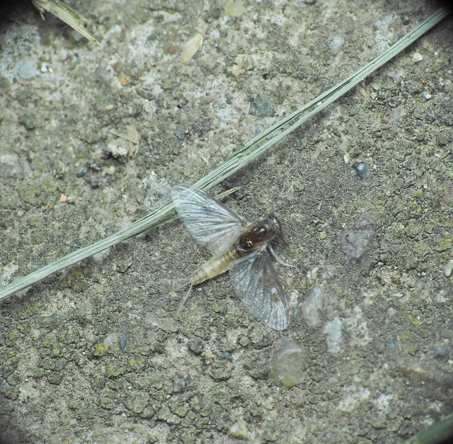 Ephemeroptera - Kérészek
