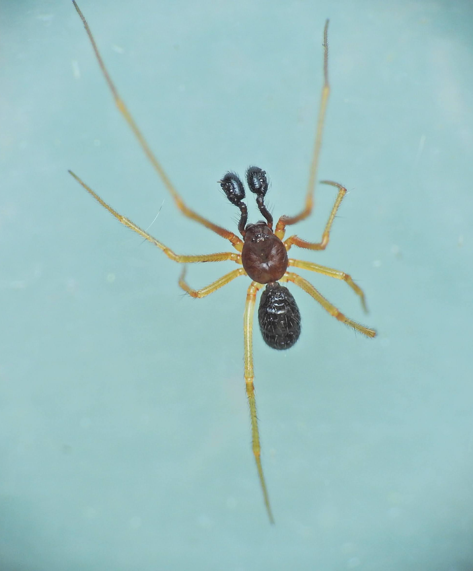 Neottiura bimaculata - dudva törpepók