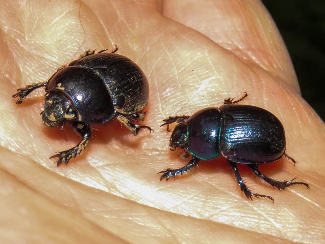 Anoplotrupes stercorosus - erdei álganéjtúró