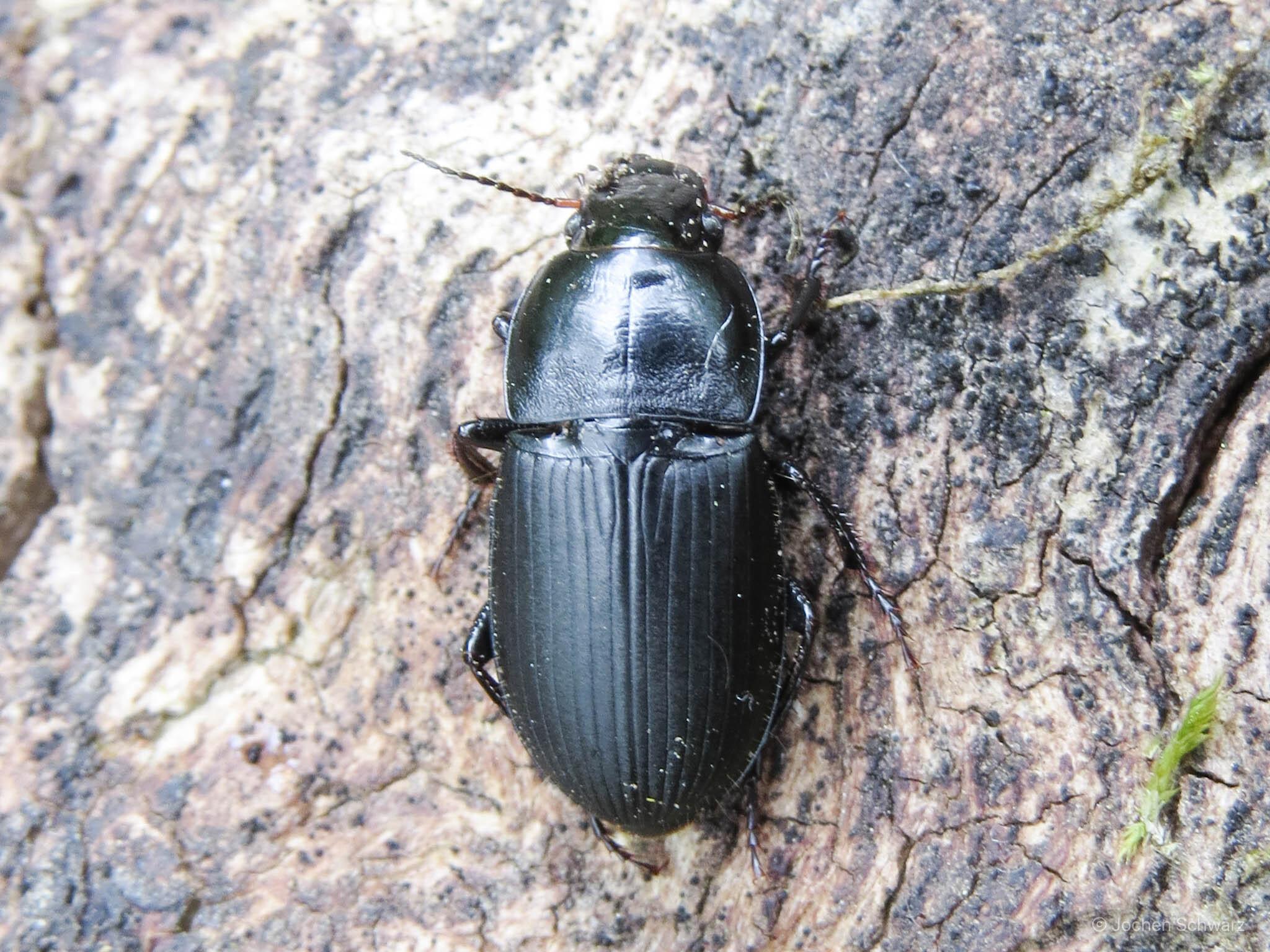 Harpalus dimidiatus - nyugati lomhafutó