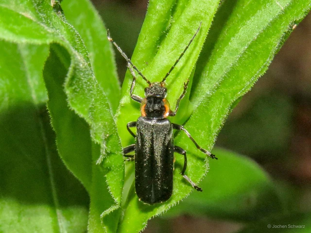 Cantharis paradoxa