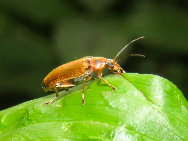 Osphya bipunctata - kétalakú komorka