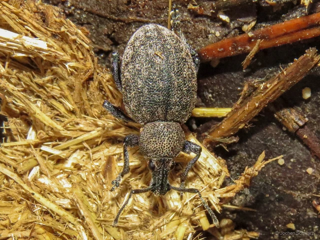 Otiorhynchus ligustici - vincellér-gyalogormányos