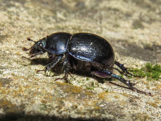 Anoplotrupes stercorosus - erdei álganéjtúró