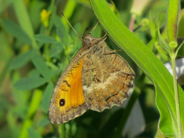 Arethusana arethusa - közönséges szemeslepke