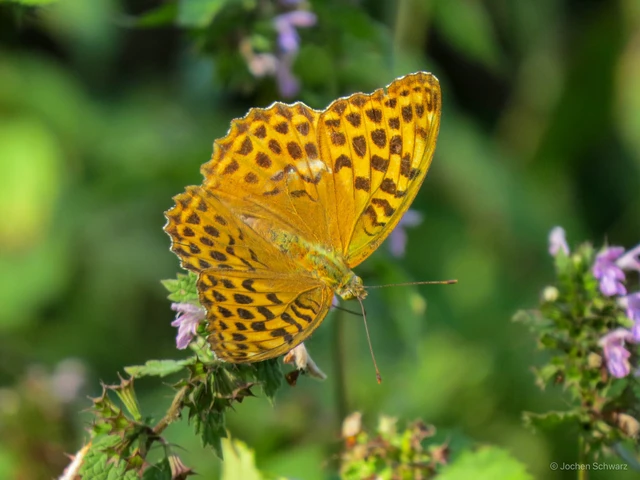 Argynnis paphia - nagy gyöngyházlepke
