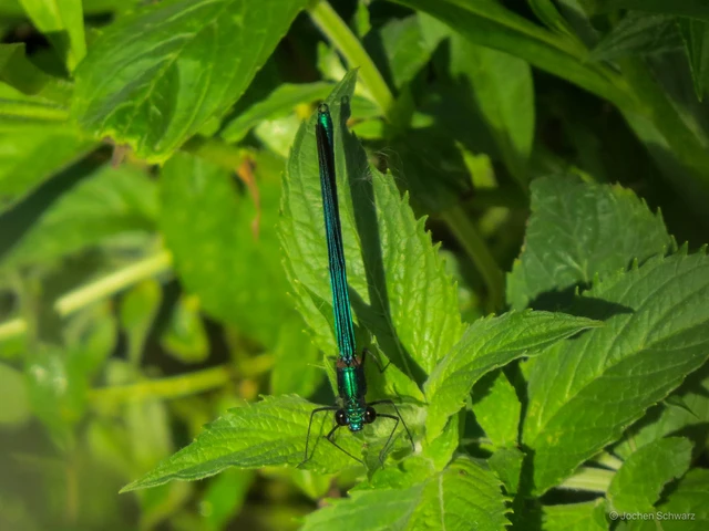 Calopteryx virgo - kisasszony-szitakötő