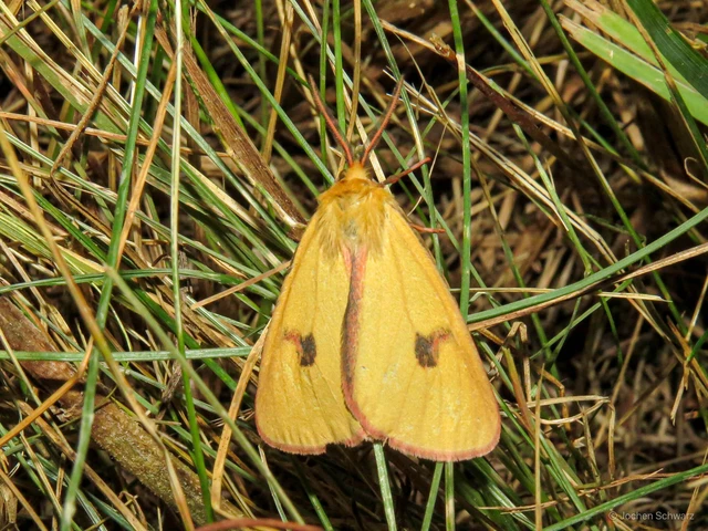 Diacrisia sannio - vörösszélű medvelepke