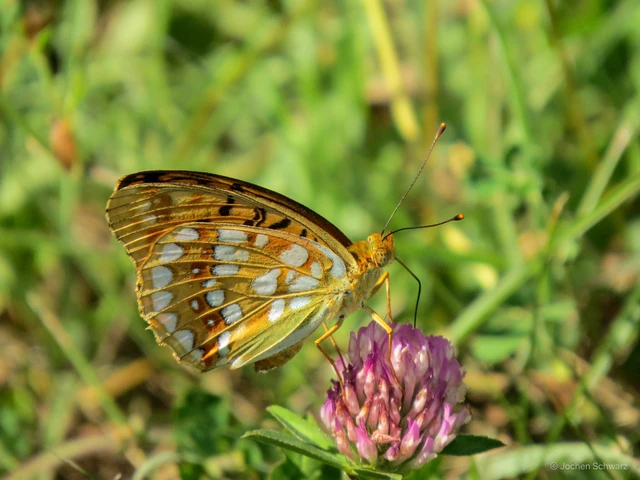 Argynnis adippe - ezüstös gyöngyházlepke