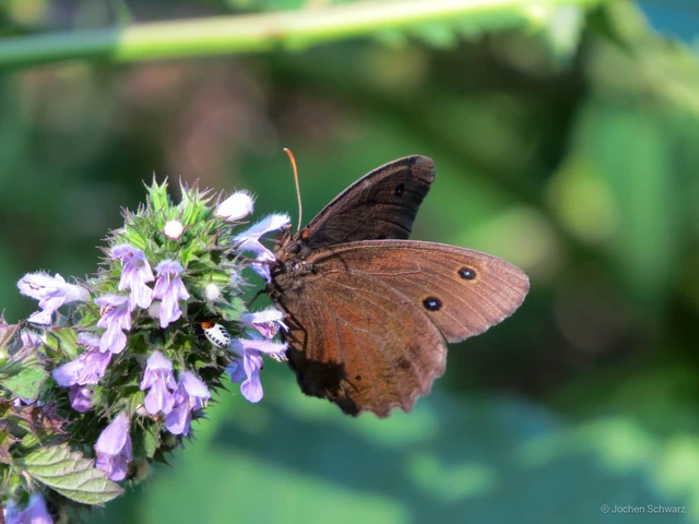 Minois dryas - fekete szemeslepke