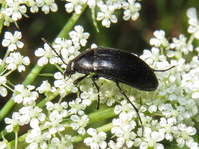 Podonta nigrita - szerecsenbogár