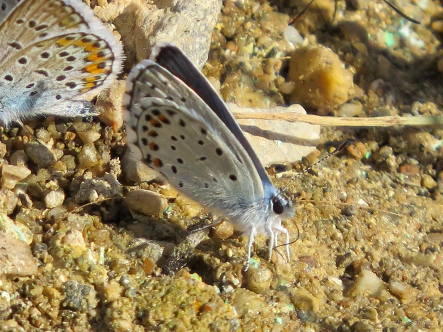 Pseudophilotes schiffermuelleri - apró boglárka