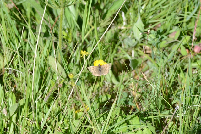 Erynnis tages - cigánylepke