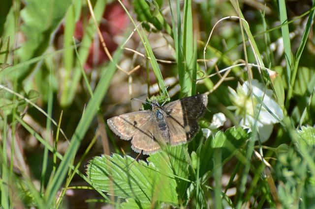 Erynnis tages - cigánylepke