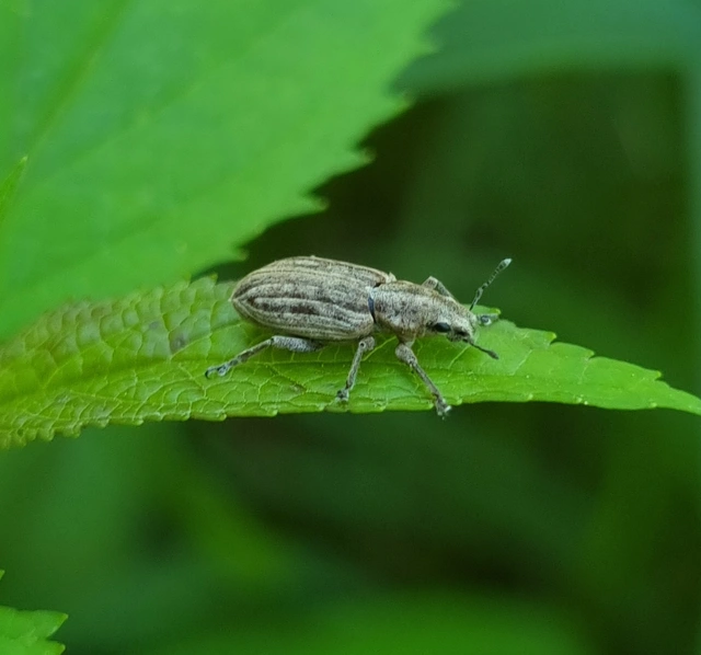 Tanymecus dilaticollis - kukorica-hegyesfarúbarkó