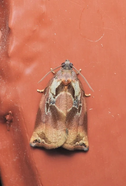 Archips podana - dudvarágó sodrómoly