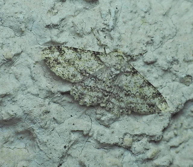 Ascotis selenaria - holdas faaraszoló