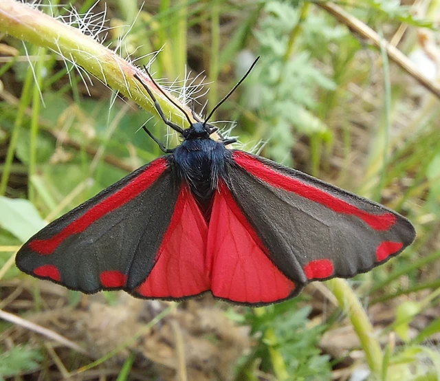 Tyria jacobaeae - jakabfű-medvelepke