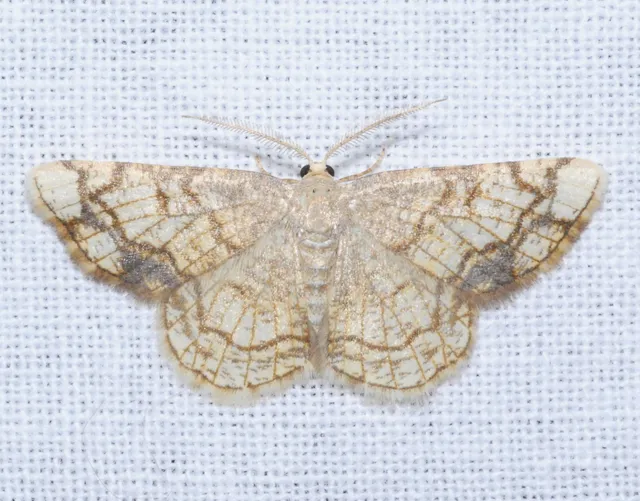 Stegania dilectaria - fehérnyár-araszoló