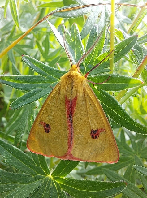 Diacrisia sannio - vörösszélű medvelepke