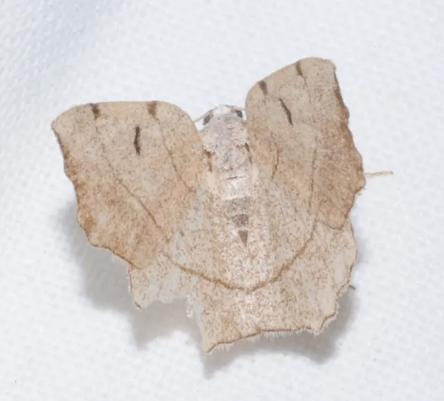 Eilicrinia trinotata - háromjegyű araszoló